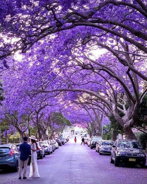 🌸 TOUR PHƯỢNG TÍM SYDNEY - BLUE MOUNTAINS
