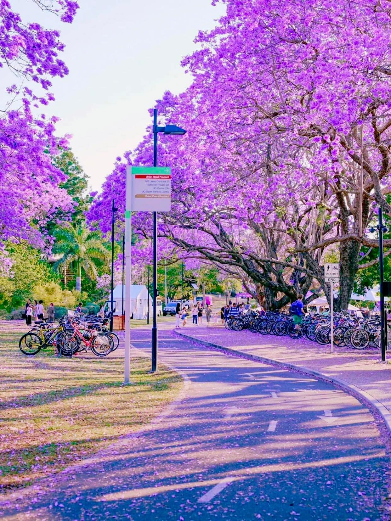 TOUR PHƯỢNG TÍM GRAFTON 3N2Đ