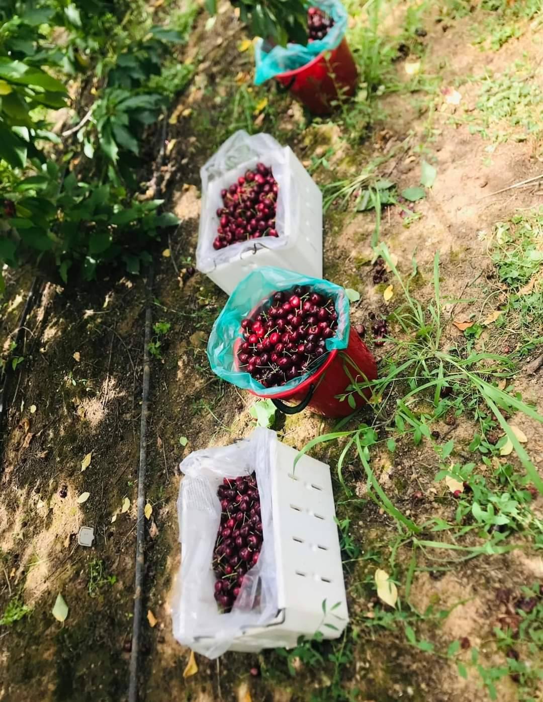 TOUR HÁI CHERRY HẤP DẪN MÙA HÈ