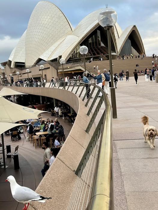 TOUR SYDNEY CITY