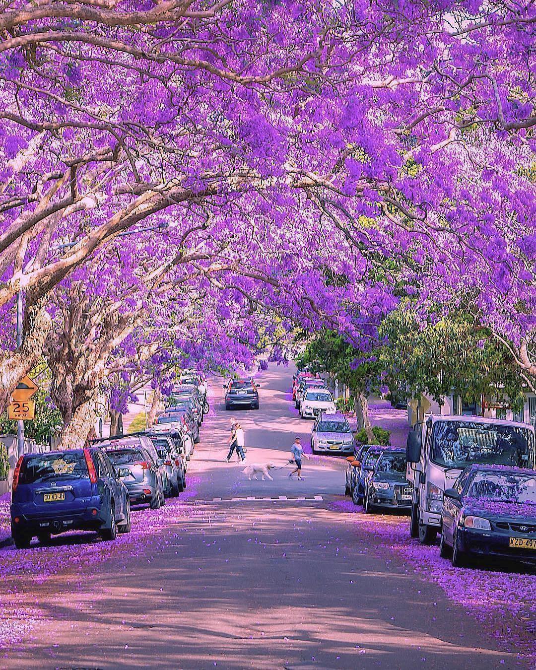 🌸 TOUR PHƯỢNG TÍM SYDNEY - BLUE MOUNTAINS