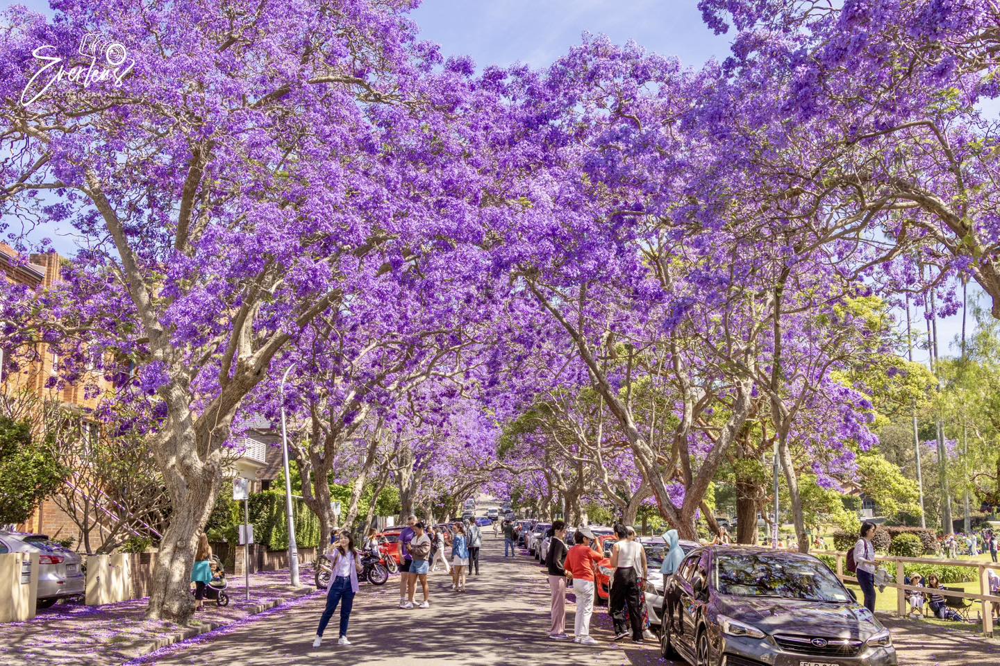 🌸 TOUR PHƯỢNG TÍM SYDNEY - BLUE MOUNTAINS