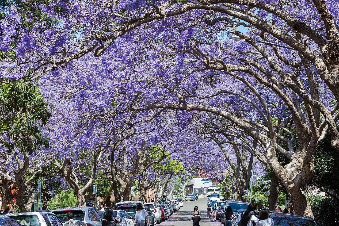 🌸 TOUR PHƯỢNG TÍM SYDNEY - BLUE MOUNTAINS
