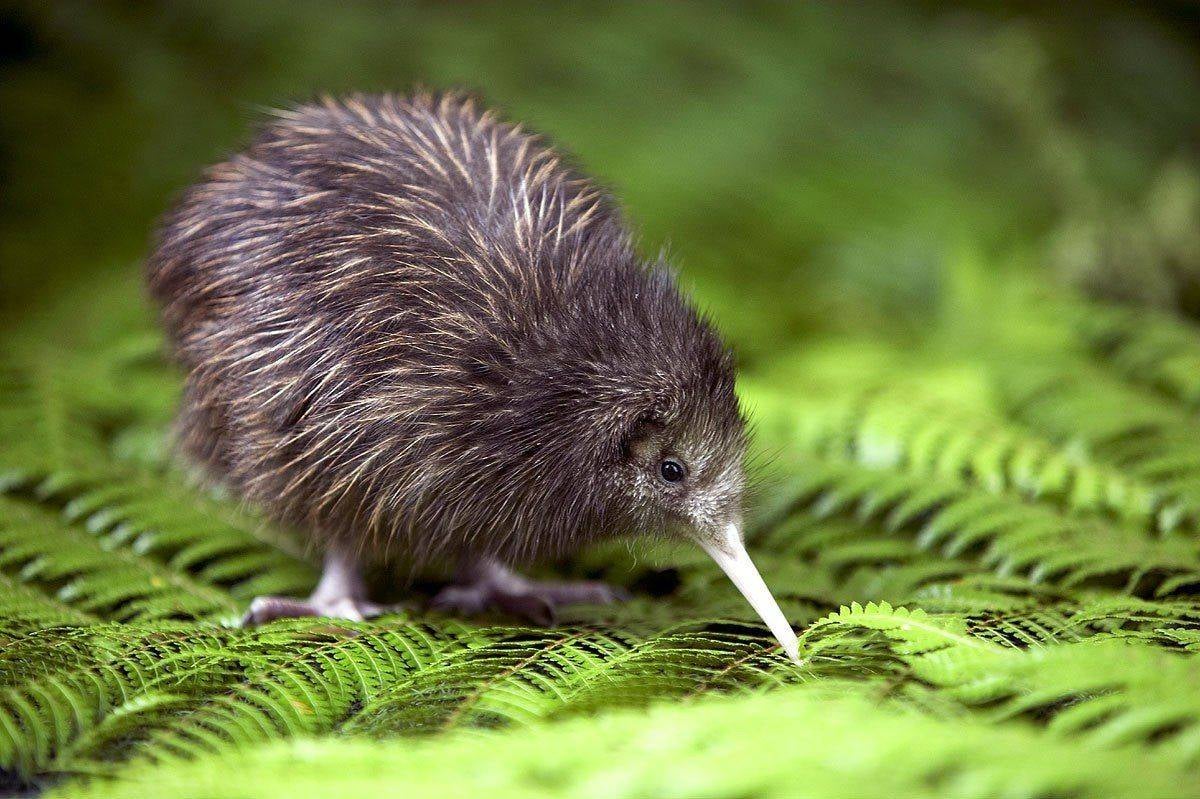 TOUR NEW ZEALAND