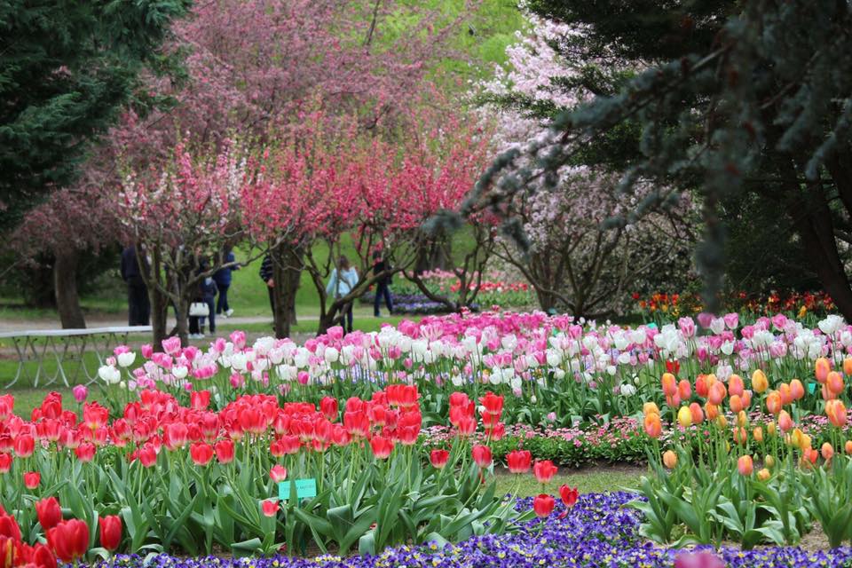 TOUR LỄ HỘI HOA TULIP THỦ ĐÔ ÚC (ĐOÀN LỚN)