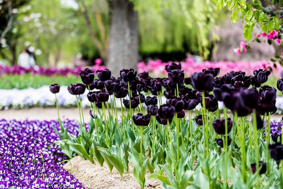 TOUR LỄ HỘI HOA TULIP THỦ ĐÔ ÚC (ĐOÀN LỚN)