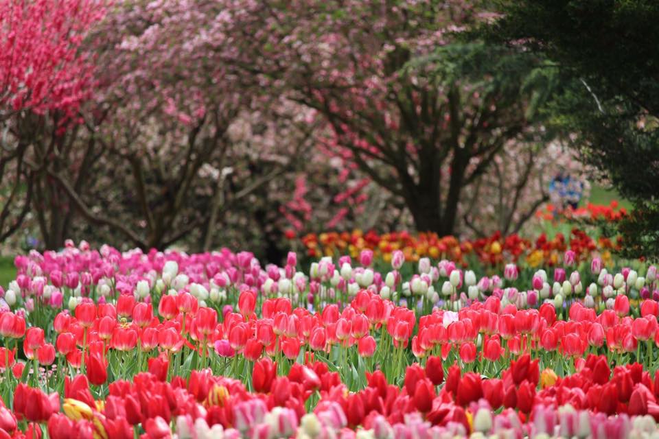 TOUR LỄ HỘI HOA TULIP THỦ ĐÔ ÚC (ĐOÀN LỚN)