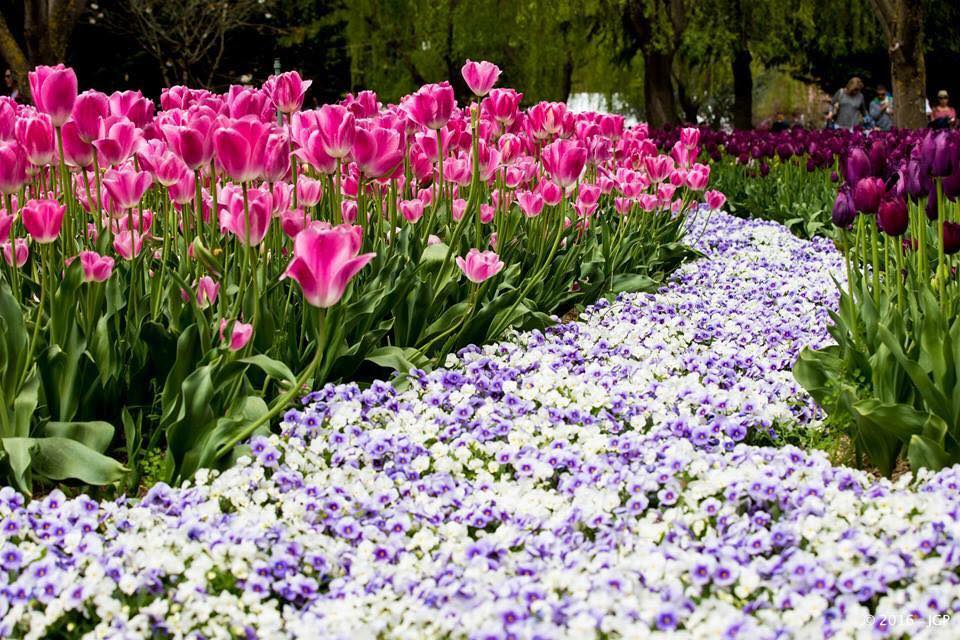 TOUR LỄ HỘI HOA TULIP THỦ ĐÔ ÚC (ĐOÀN LỚN)