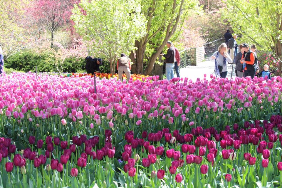 TOUR LỄ HỘI HOA TULIP THỦ ĐÔ ÚC (ĐOÀN LỚN)