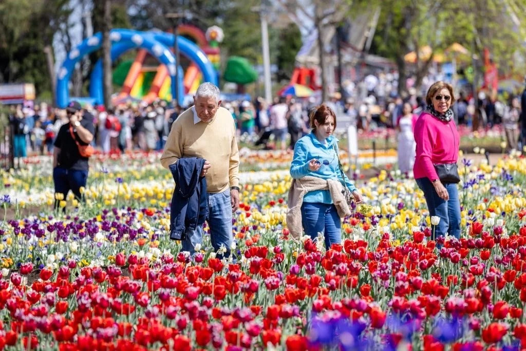 🌷 TOUR 1 NGÀY – LỄ HỘI HOA TULIP TOP GARDENS CANBERRA 🌷