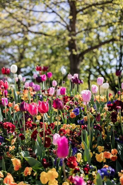 TOUR LỄ HỘI HOA TULIP THỦ ĐÔ ÚC (ĐOÀN LỚN)