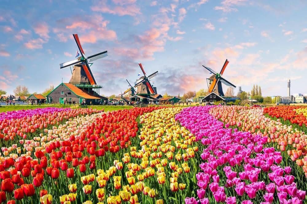 TOUR LỄ HỘI HOA TULIP THỦ ĐÔ ÚC (ĐOÀN LỚN)