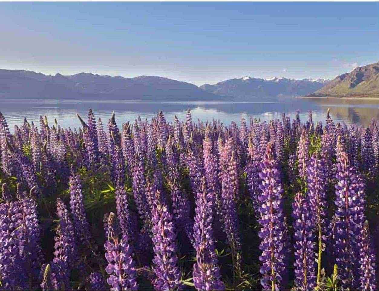 TOUR MÙA HÈ KHÁM PHÁ ĐẢO NAM NEW ZEALAND – 6 NGÀY 5 ĐÊM