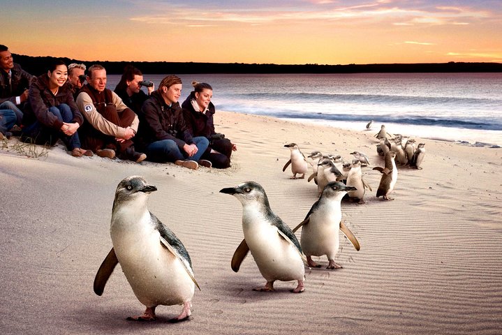 TOUR PHILLIP ISLAND