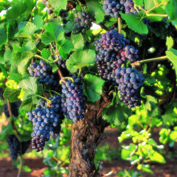 TOUR ĐỒNG QUÊ HUNTER VALLEY