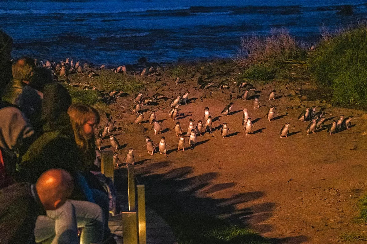 TOUR PHILLIP ISLAND