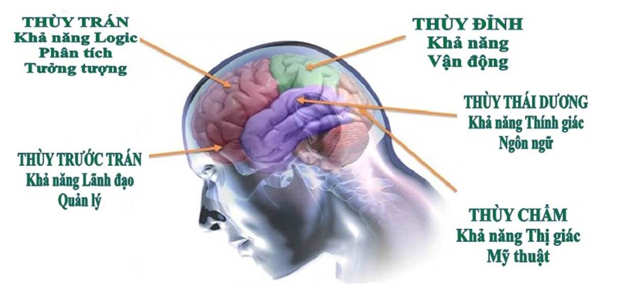 DỊCH VỤ SINH TRẮC VÂN TAY