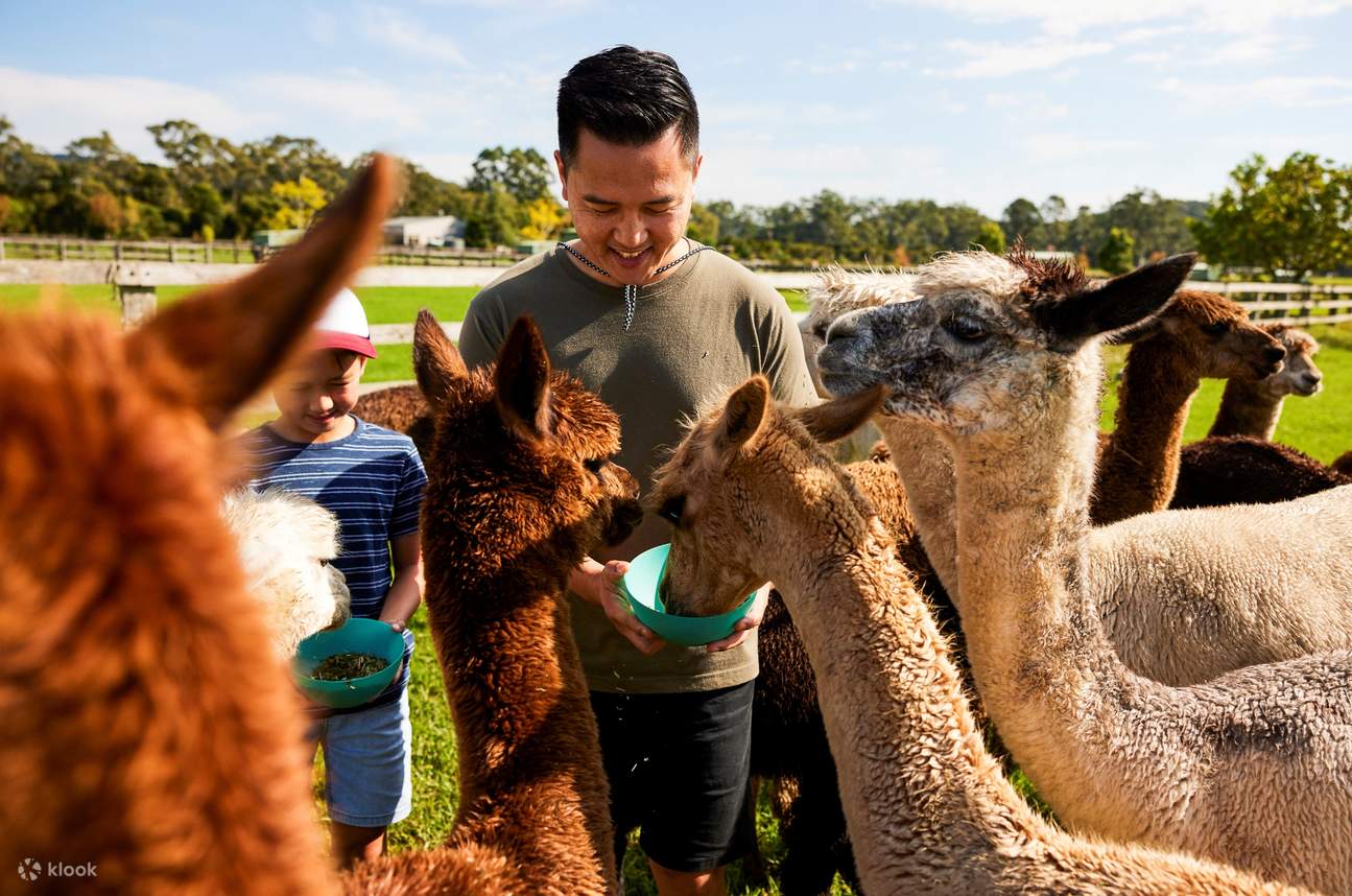 TOUR ĐỒNG QUÊ HUNTER VALLEY