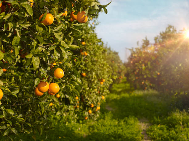 TOUR ĐỒNG QUÊ HUNTER VALLEY
