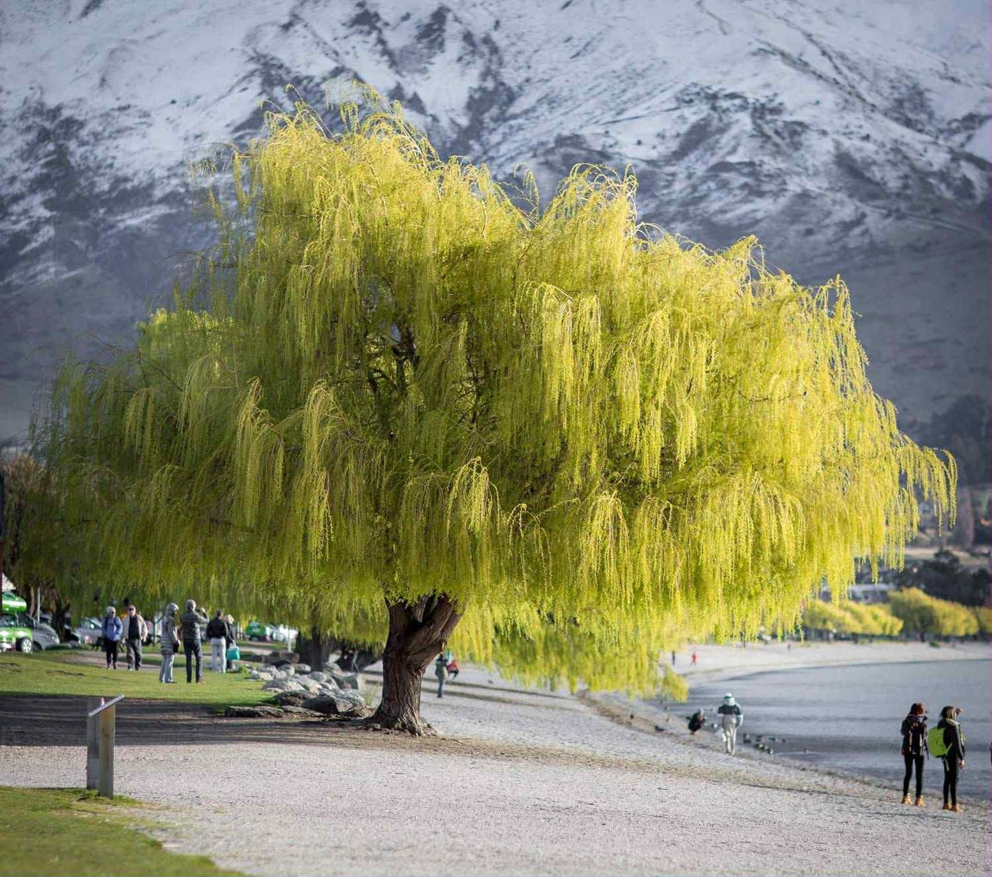 TOUR MÙA HÈ KHÁM PHÁ ĐẢO NAM NEW ZEALAND – 6 NGÀY 5 ĐÊM