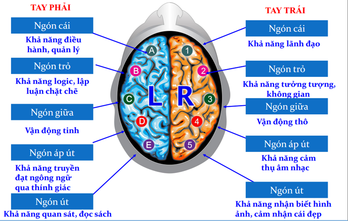 DỊCH VỤ SINH TRẮC VÂN TAY