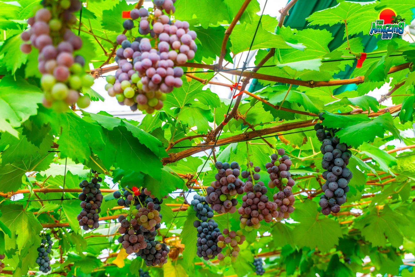 TOUR ĐỒNG QUÊ HUNTER VALLEY
