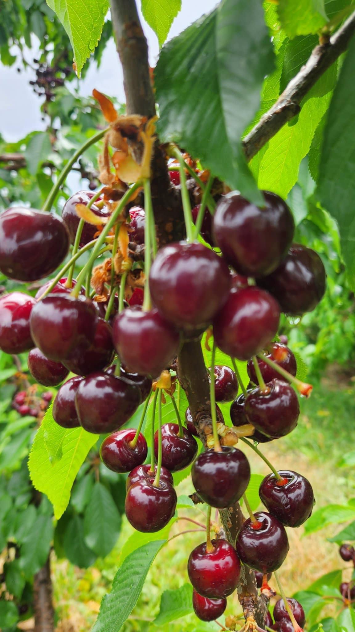 TOUR HÁI CHERRY HẤP DẪN MÙA HÈ