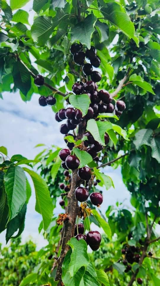 TOUR HÁI CHERRY HẤP DẪN MÙA HÈ