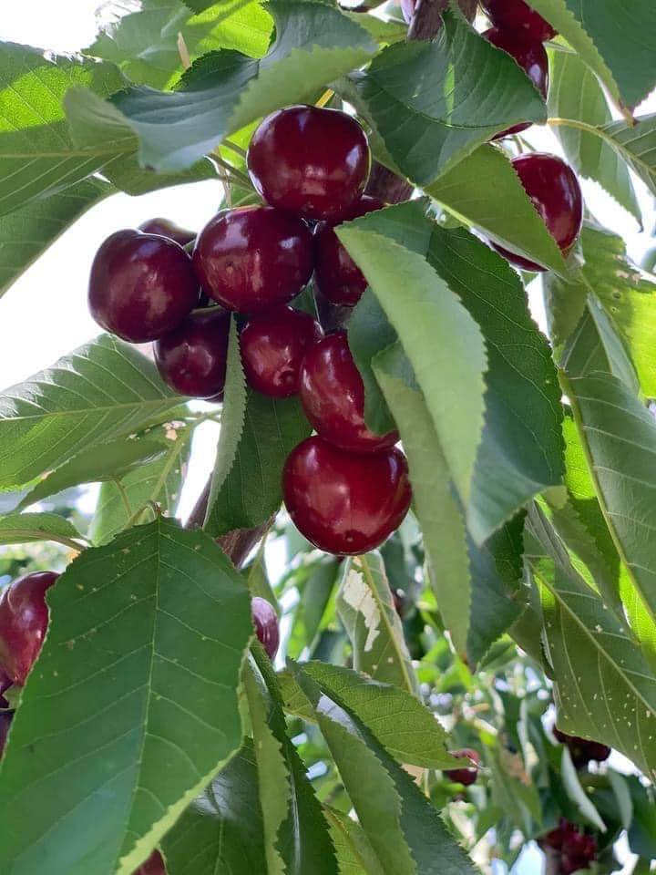 TOUR HÁI CHERRY HẤP DẪN MÙA HÈ