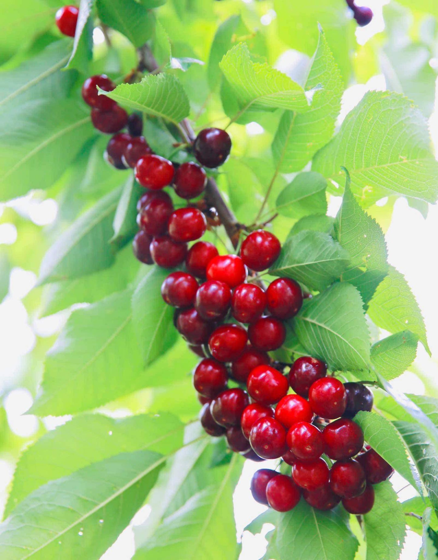 TOUR HÁI CHERRY HẤP DẪN MÙA HÈ