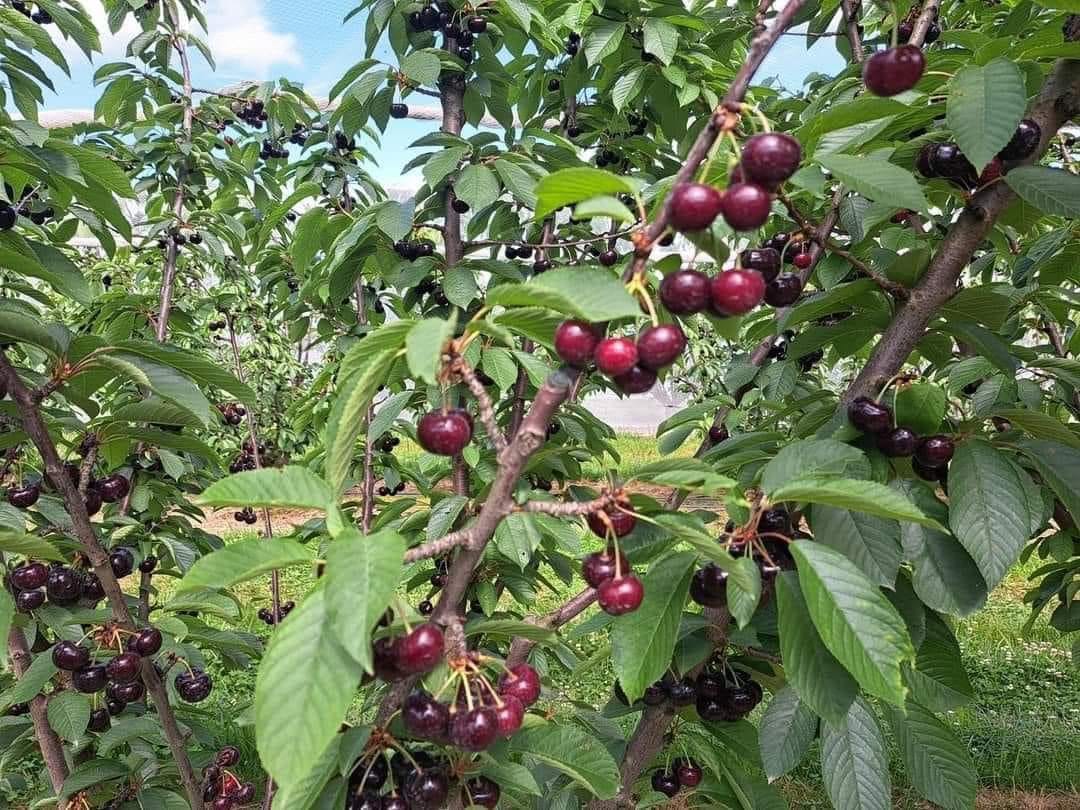 TOUR HÁI CHERRY HẤP DẪN MÙA HÈ