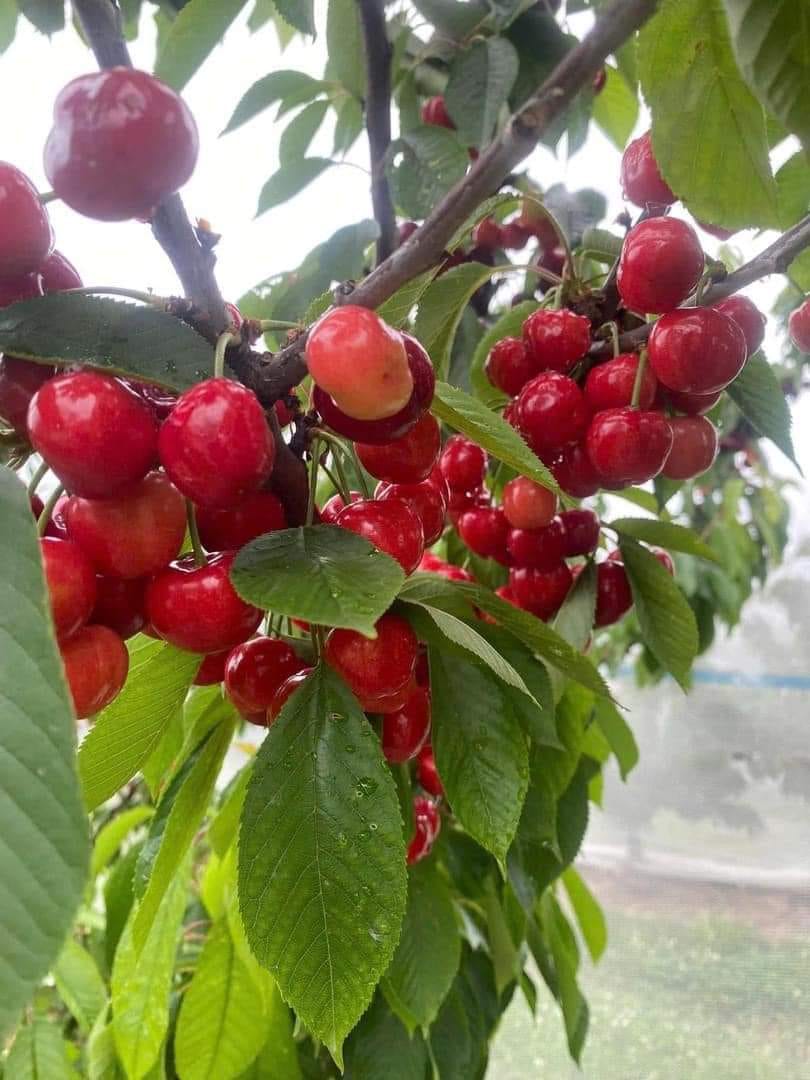 TOUR HÁI CHERRY HẤP DẪN MÙA HÈ