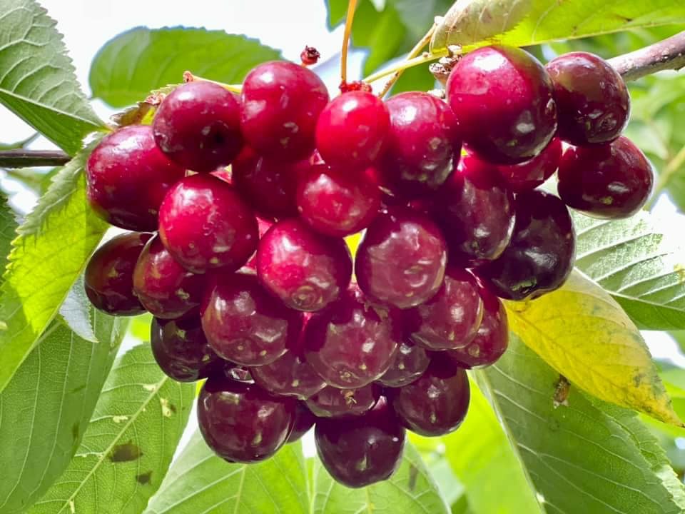 TOUR HÁI CHERRY HẤP DẪN MÙA HÈ