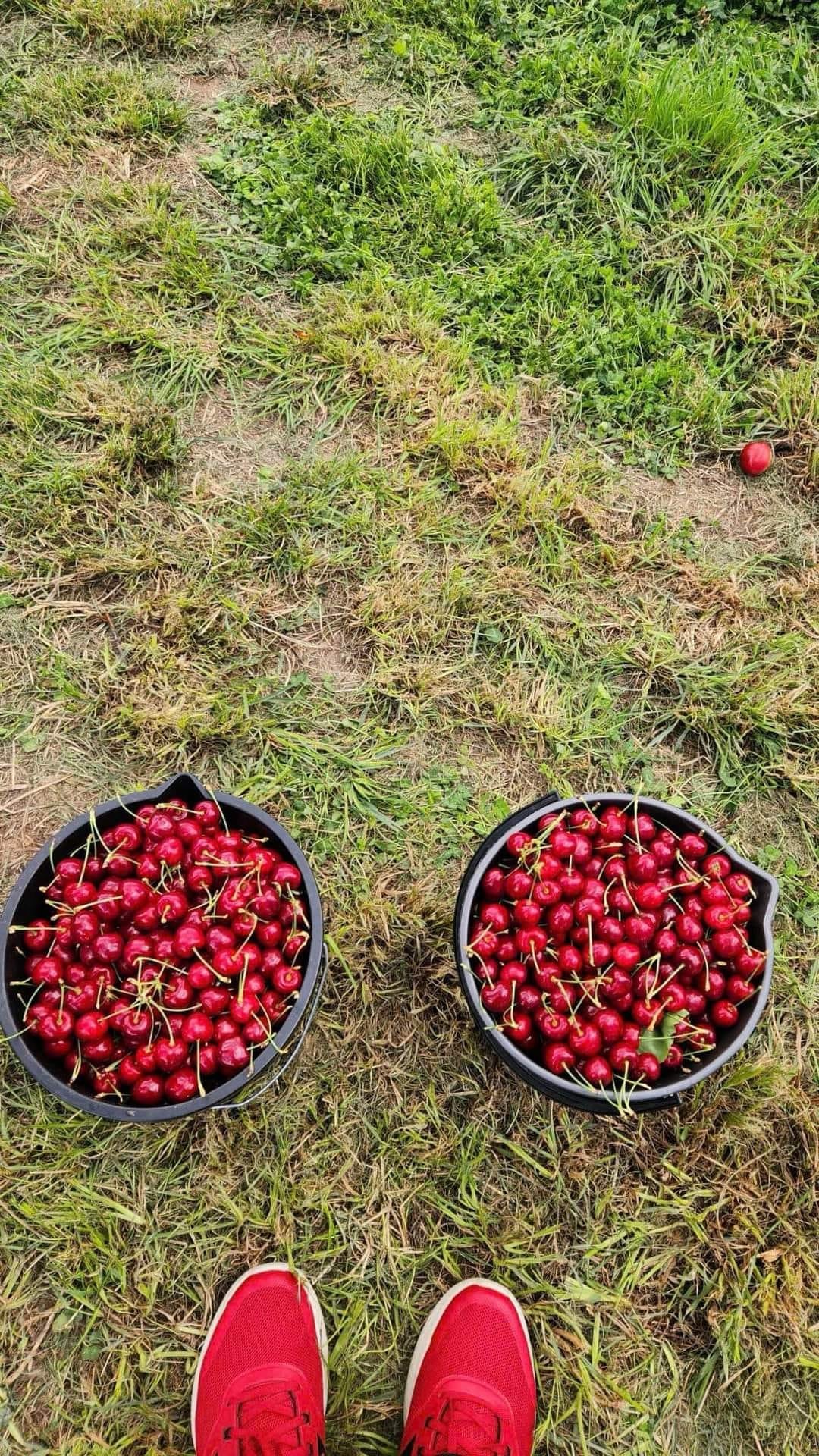 TOUR HÁI CHERRY HẤP DẪN MÙA HÈ