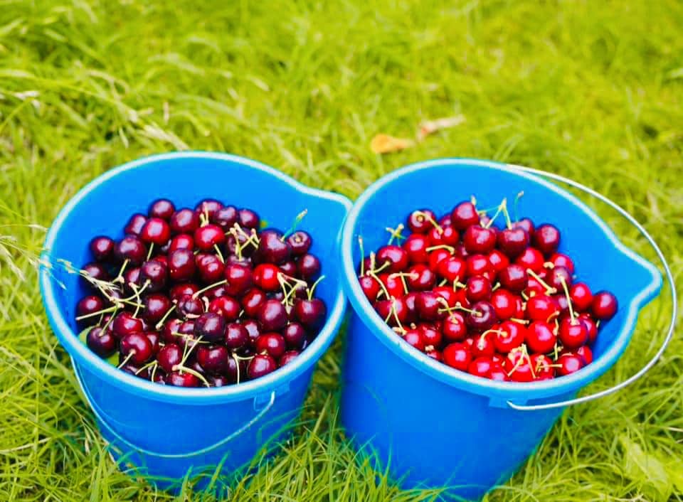 TOUR HÁI CHERRY HẤP DẪN MÙA HÈ