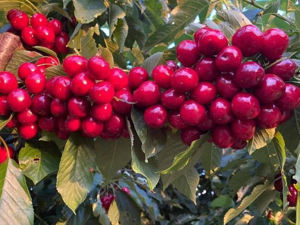 TOUR HÁI CHERRY HẤP DẪN MÙA HÈ