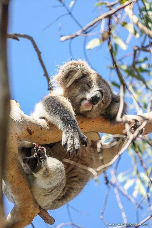 TOUR XUYÊN BANG 4 NGÀY 3 ĐÊM SYDNEY_MEL_SYDNEY