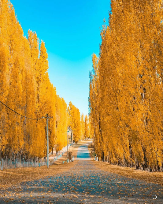 TOUR LÁ VÀNG BLACKHEATH & MAYFIELD