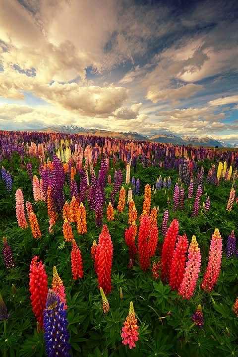 TOUR NEW ZELAND CẢ HAI ĐẢO NAM VÀ BẮC