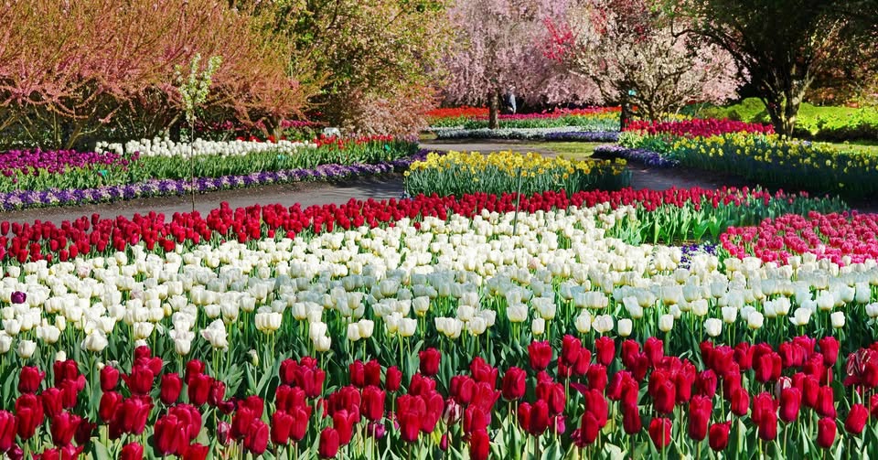 TOUR LỄ HỘI HOA TULIP THỦ ĐÔ ÚC (ĐOÀN LỚN)