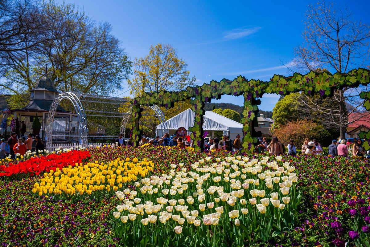 TOUR CAO NGUYÊN  SOUTHERN HIGHLANDS - TULIP THÁNG 9-10
