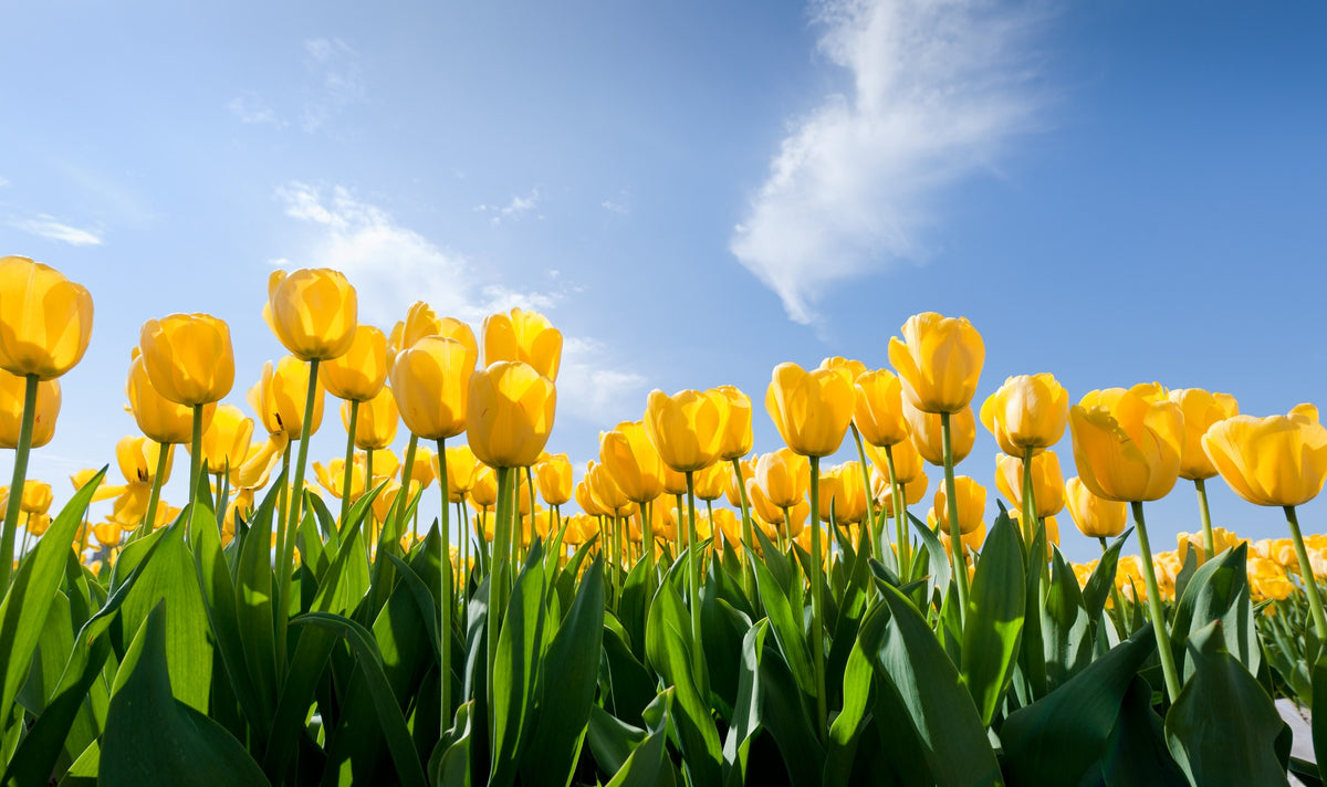 TOUR CAO NGUYÊN  SOUTHERN HIGHLANDS - TULIP THÁNG 9-10