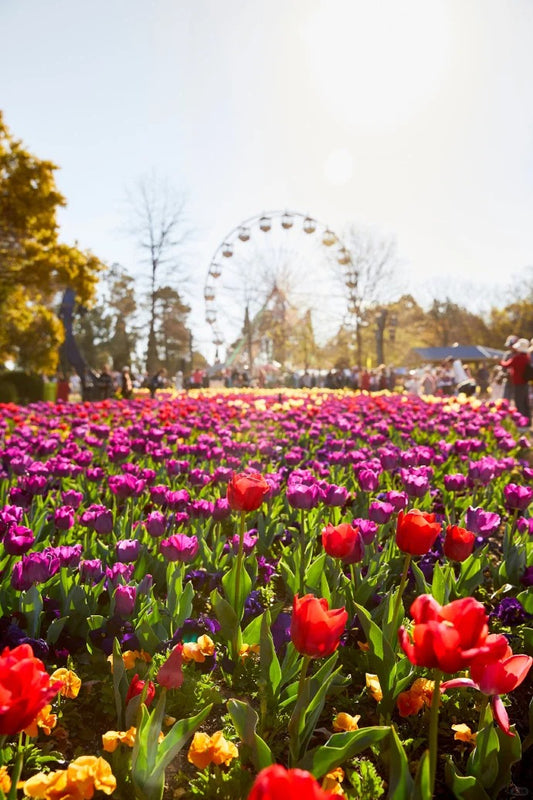 🌷 TOUR 1 NGÀY – LỄ HỘI HOA TULIP TOP GARDENS CANBERRA 🌷