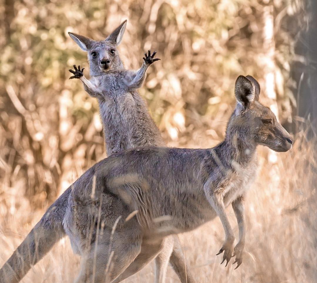 TOUR PHILLIP ISLAND  – KHÁM PHÁ THIÊN NHIÊN HOANG DÃ NƯỚC ÚC