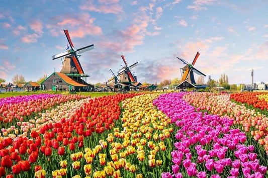 TOUR LỄ HỘI HOA TULIP THỦ ĐÔ ÚC (ĐOÀN LỚN)
