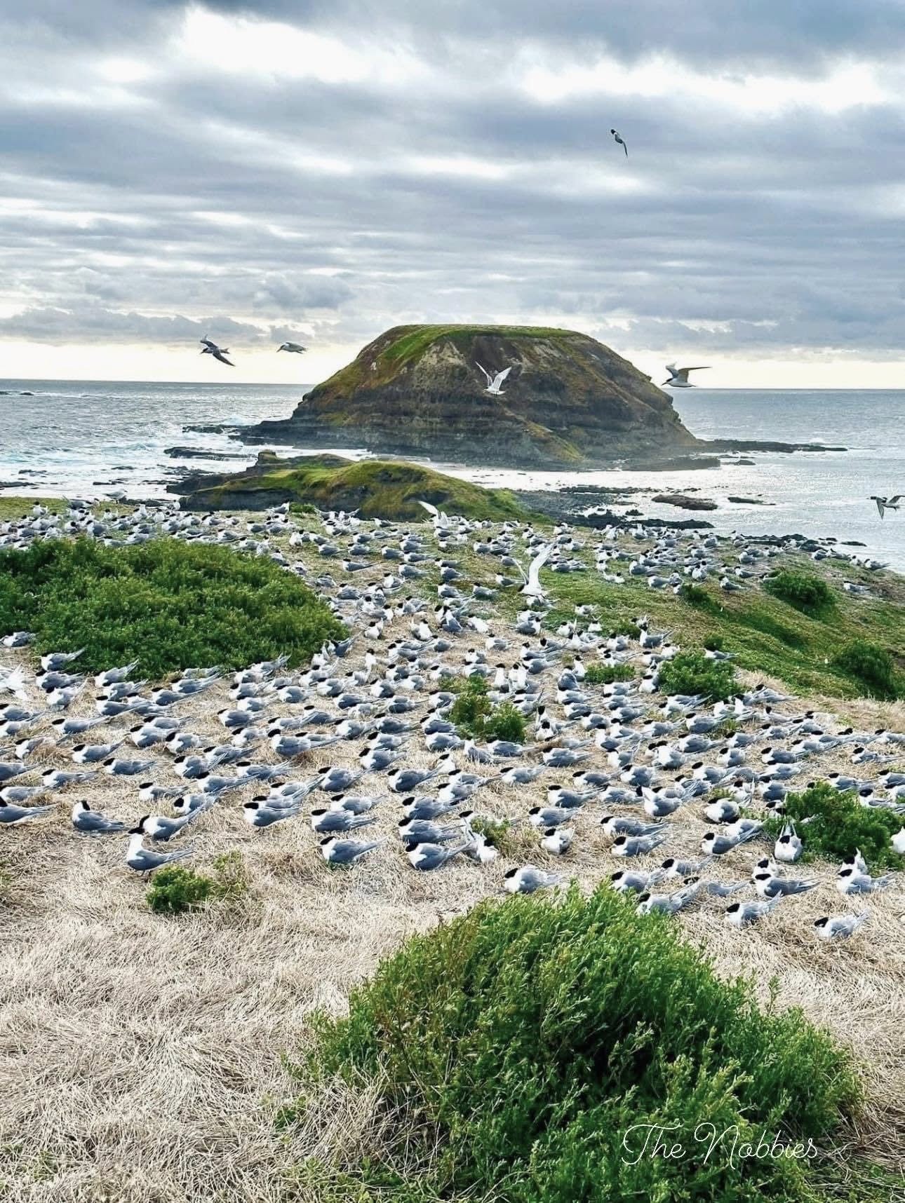 TOUR PHILLIP ISLAND  – KHÁM PHÁ THIÊN NHIÊN HOANG DÃ NƯỚC ÚC