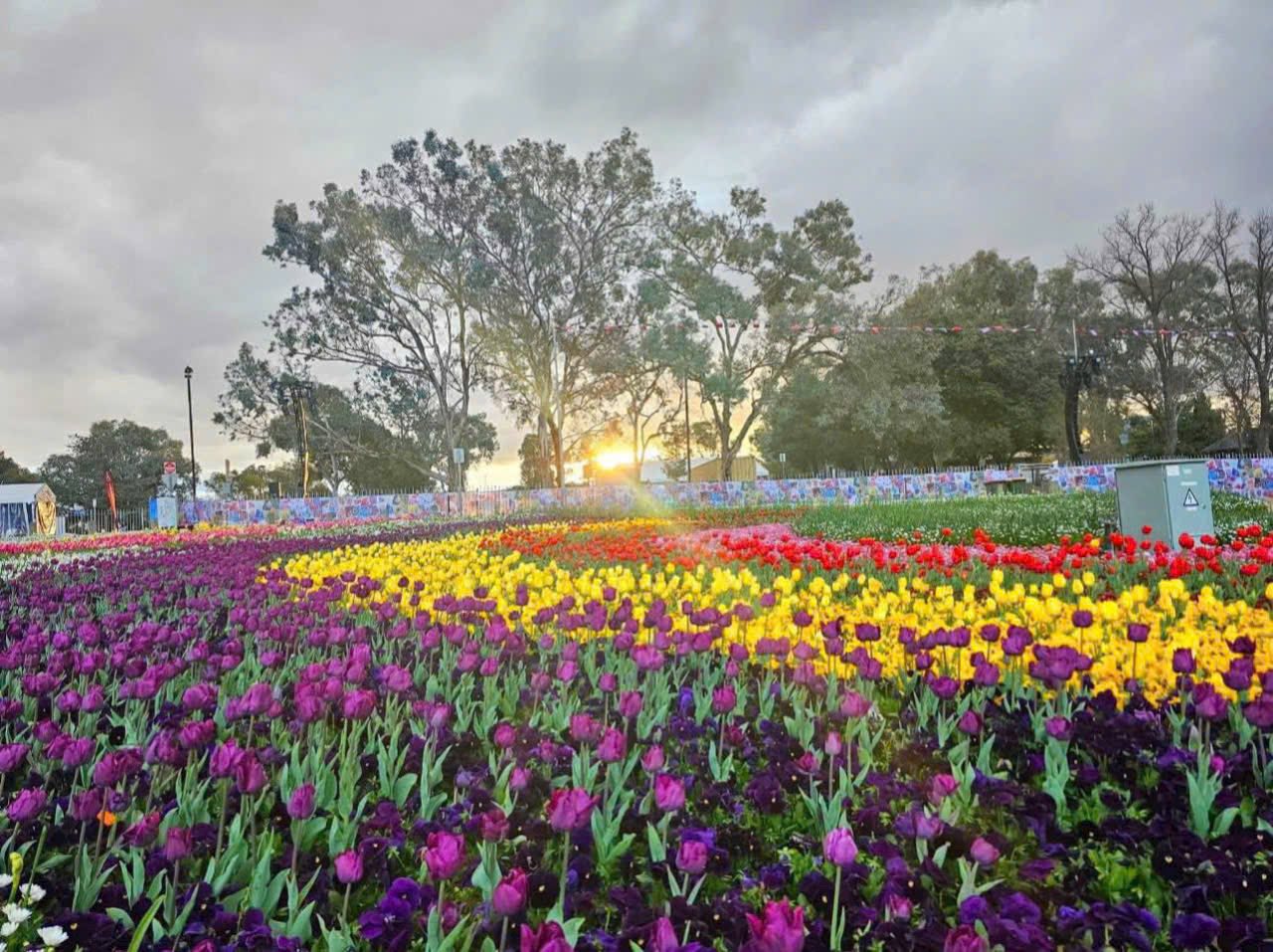 TOUR THỦ ĐÔ CANBERRA - HOA TULIP ( Đoàn nhỏ)