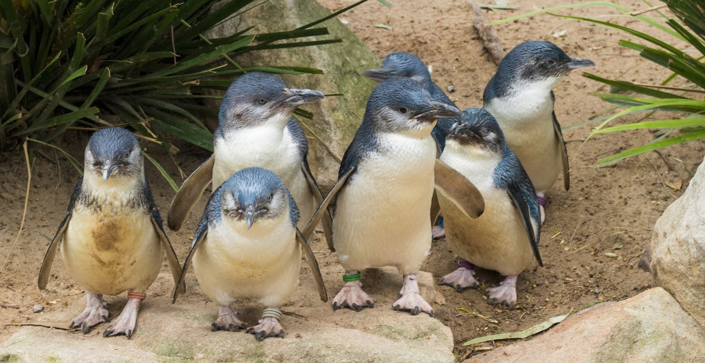 TOUR PHILLIP ISLAND  – KHÁM PHÁ THIÊN NHIÊN HOANG DÃ NƯỚC ÚC