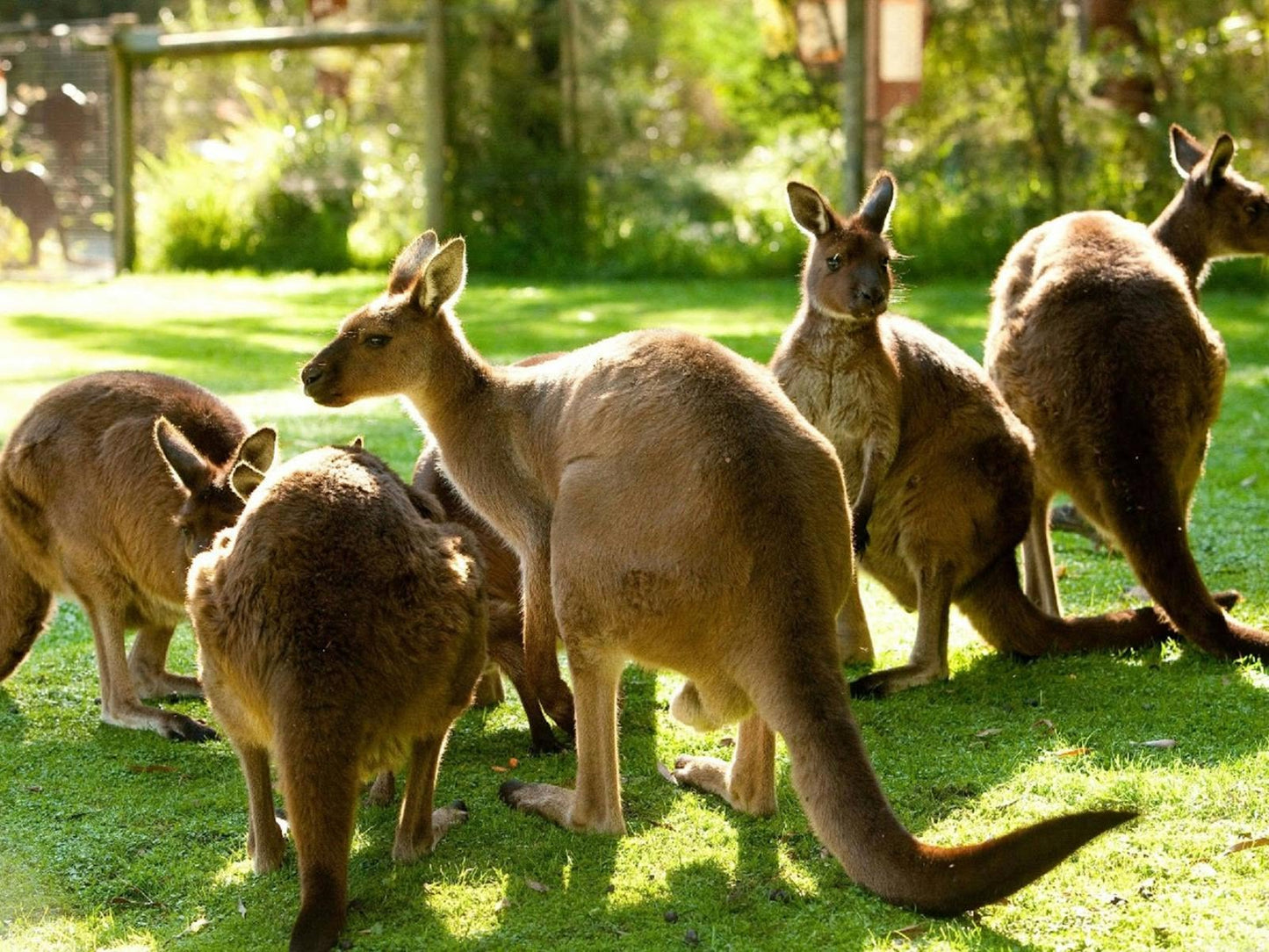 TOUR PHILLIP ISLAND  – KHÁM PHÁ THIÊN NHIÊN HOANG DÃ NƯỚC ÚC