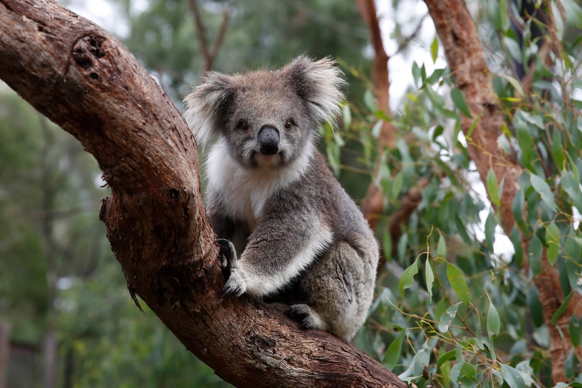 TOUR PHILLIP ISLAND  – KHÁM PHÁ THIÊN NHIÊN HOANG DÃ NƯỚC ÚC